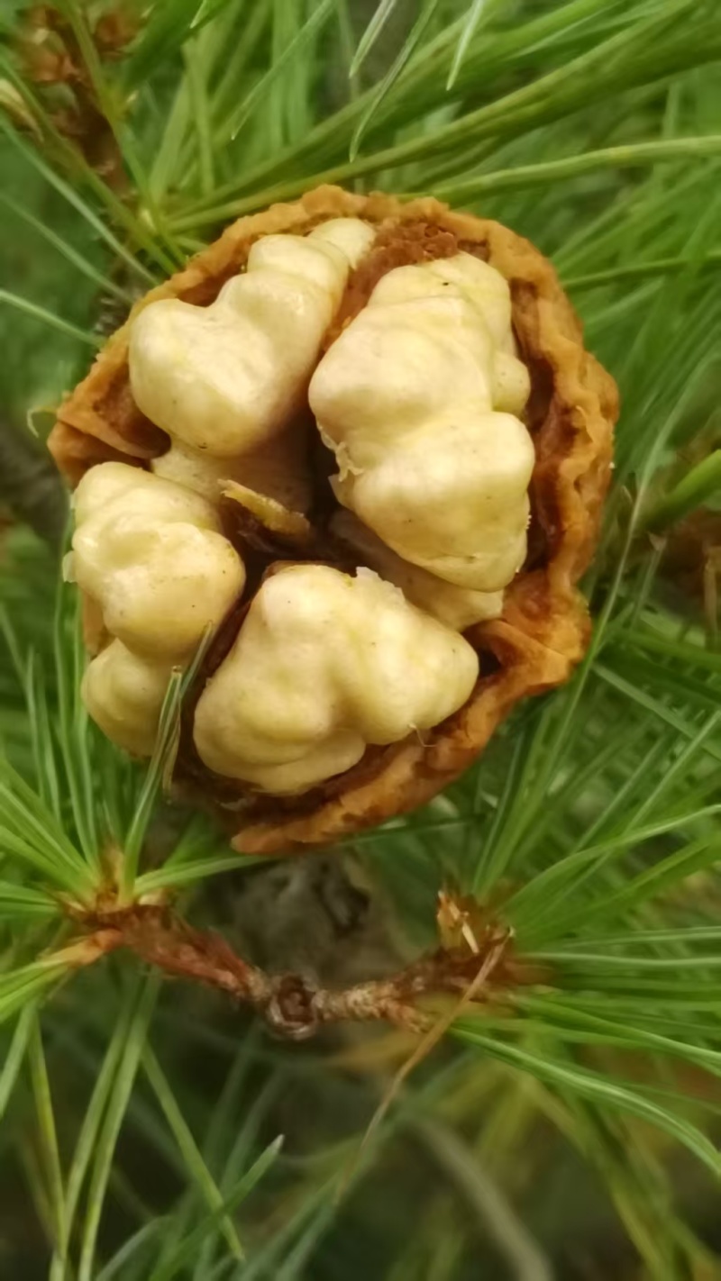 青皮核桃/云南新鲜薄皮核桃/去皮核桃/对接全国采购商