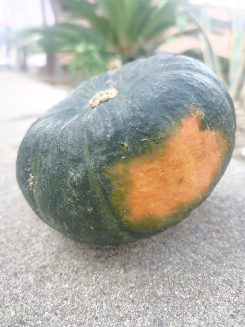 湖北湖南贝贝南瓜市场精品果供应。