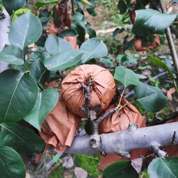 山东临沂秋月梨
