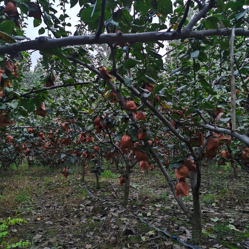 山东临沂秋月梨