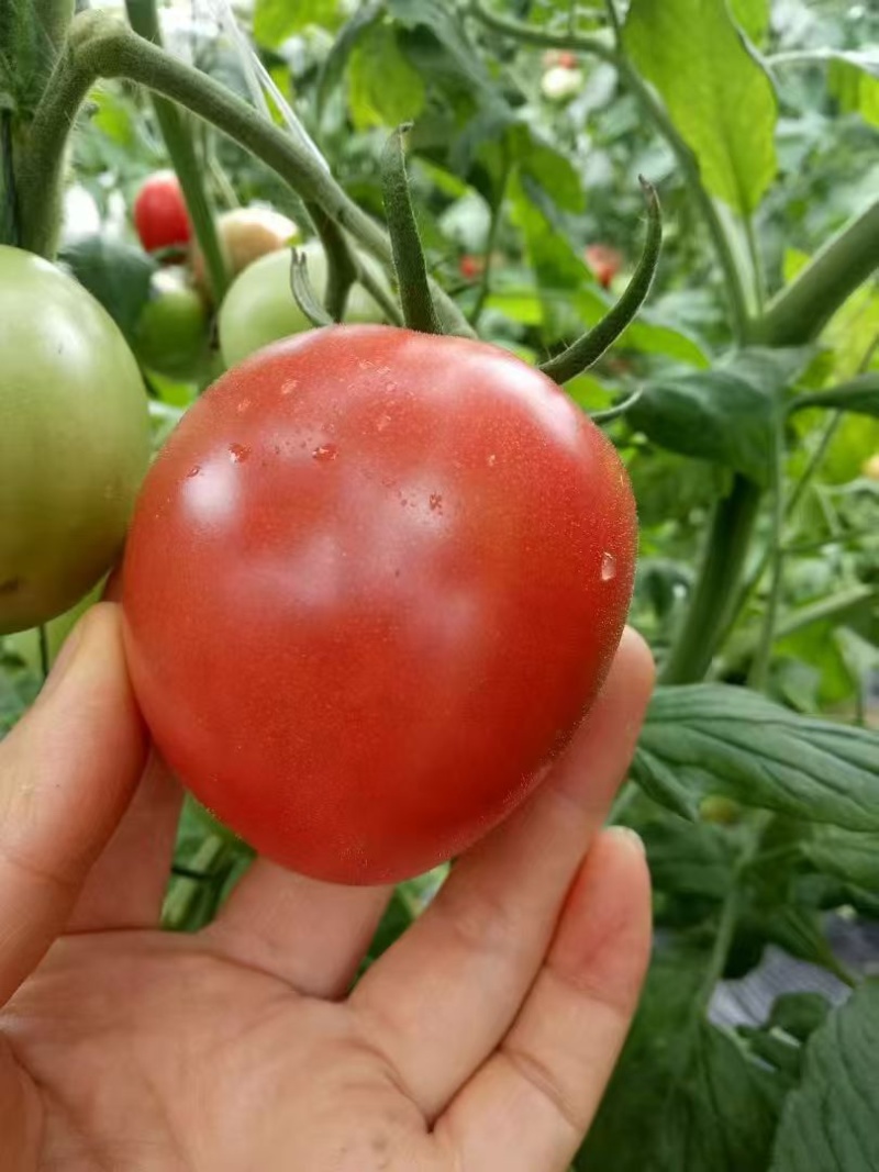 普罗旺斯西红柿沙瓤多汁果形饱满产地直供