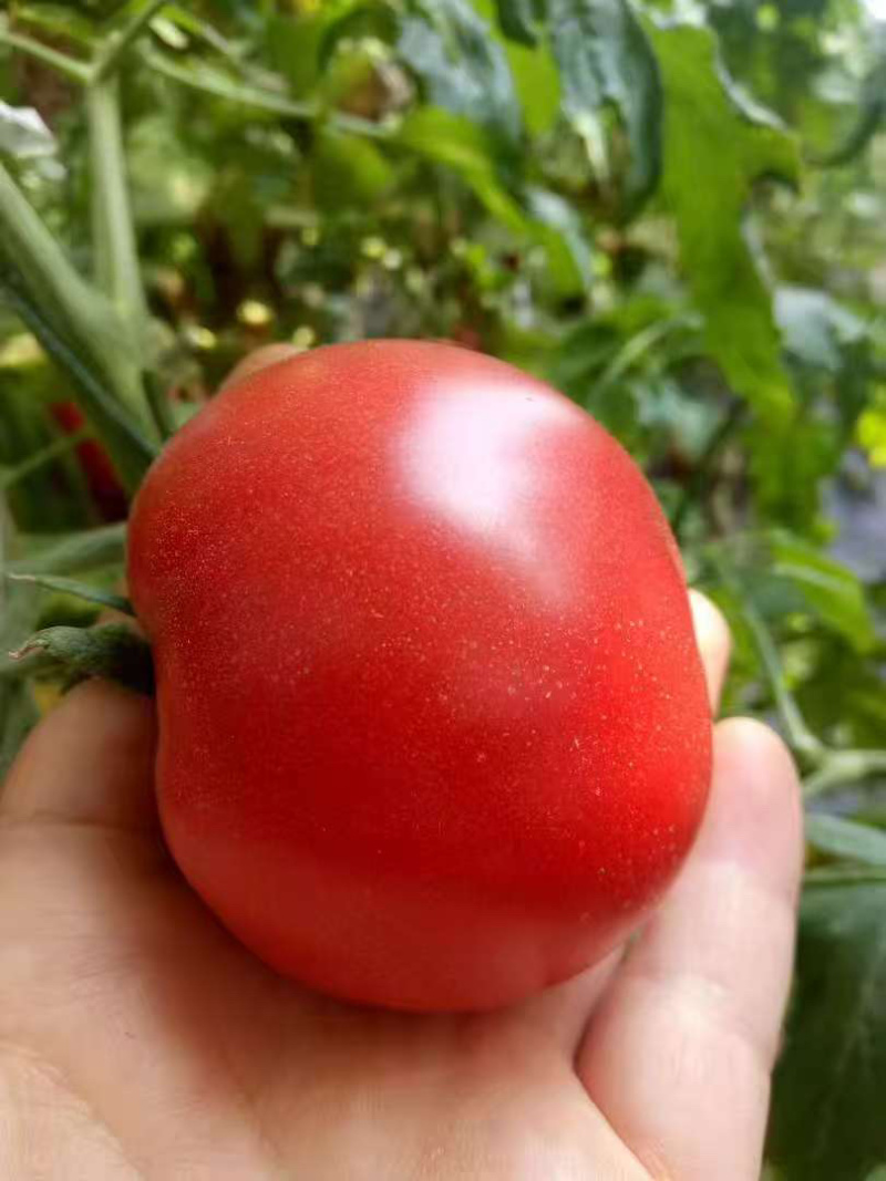 普罗旺斯西红柿沙瓤多汁果形饱满产地直供