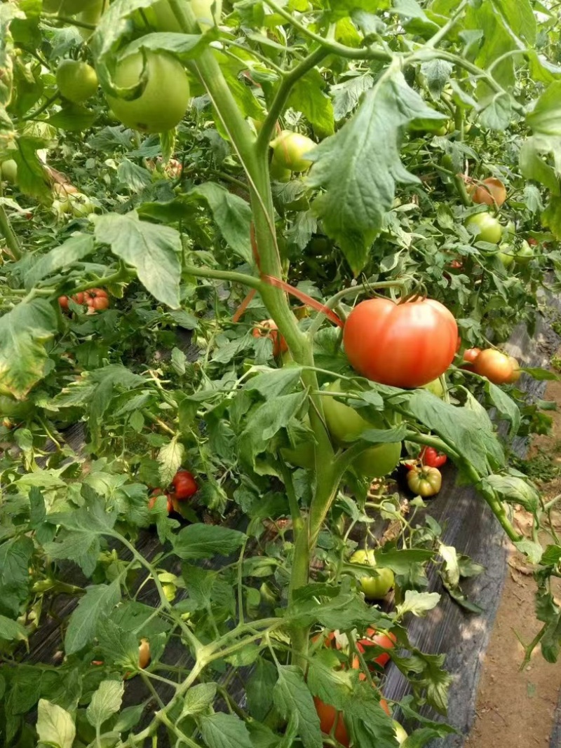 普罗旺斯西红柿沙瓤多汁果形饱满产地直供