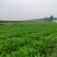 基地芹菜
