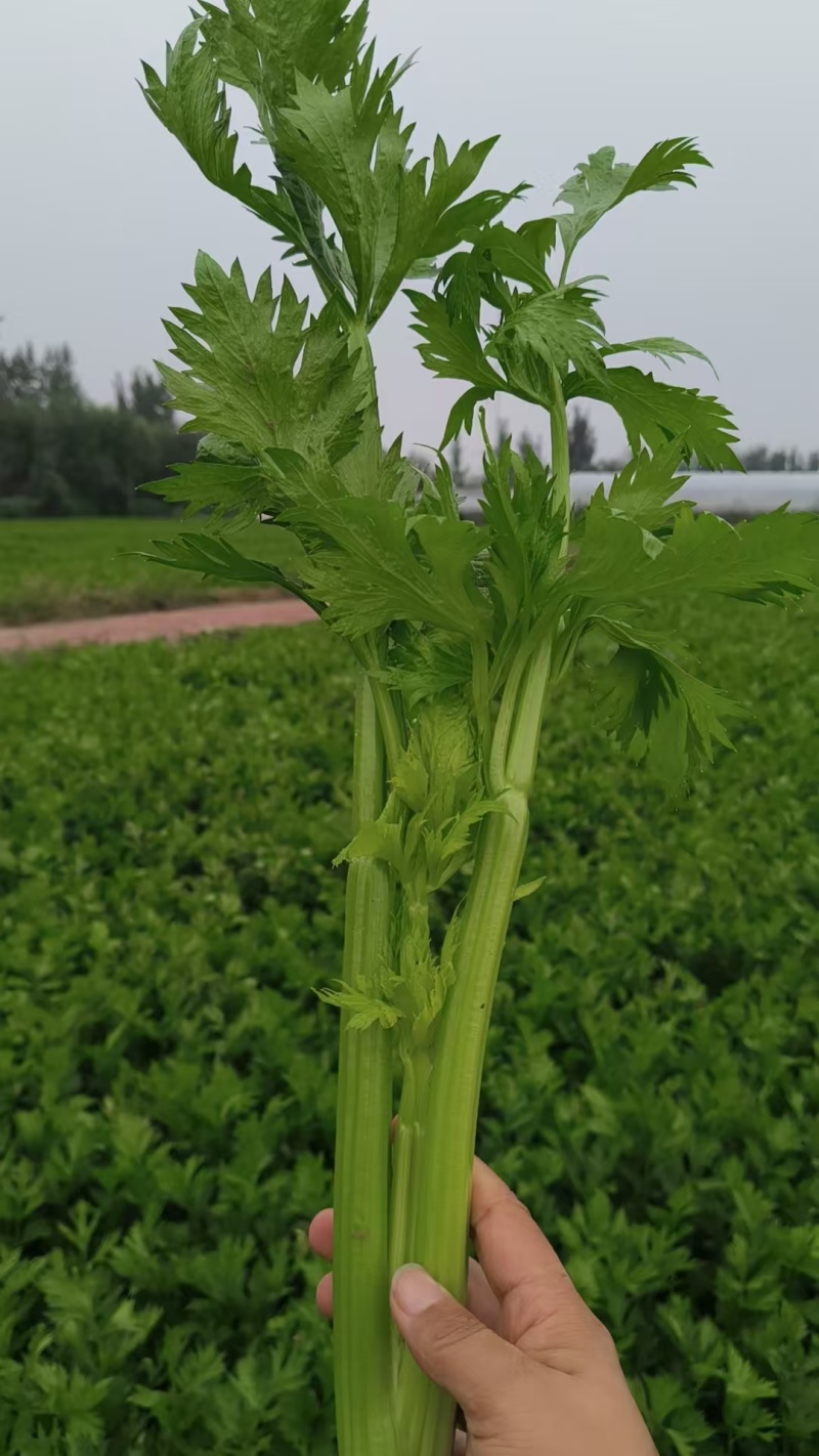 基地芹菜