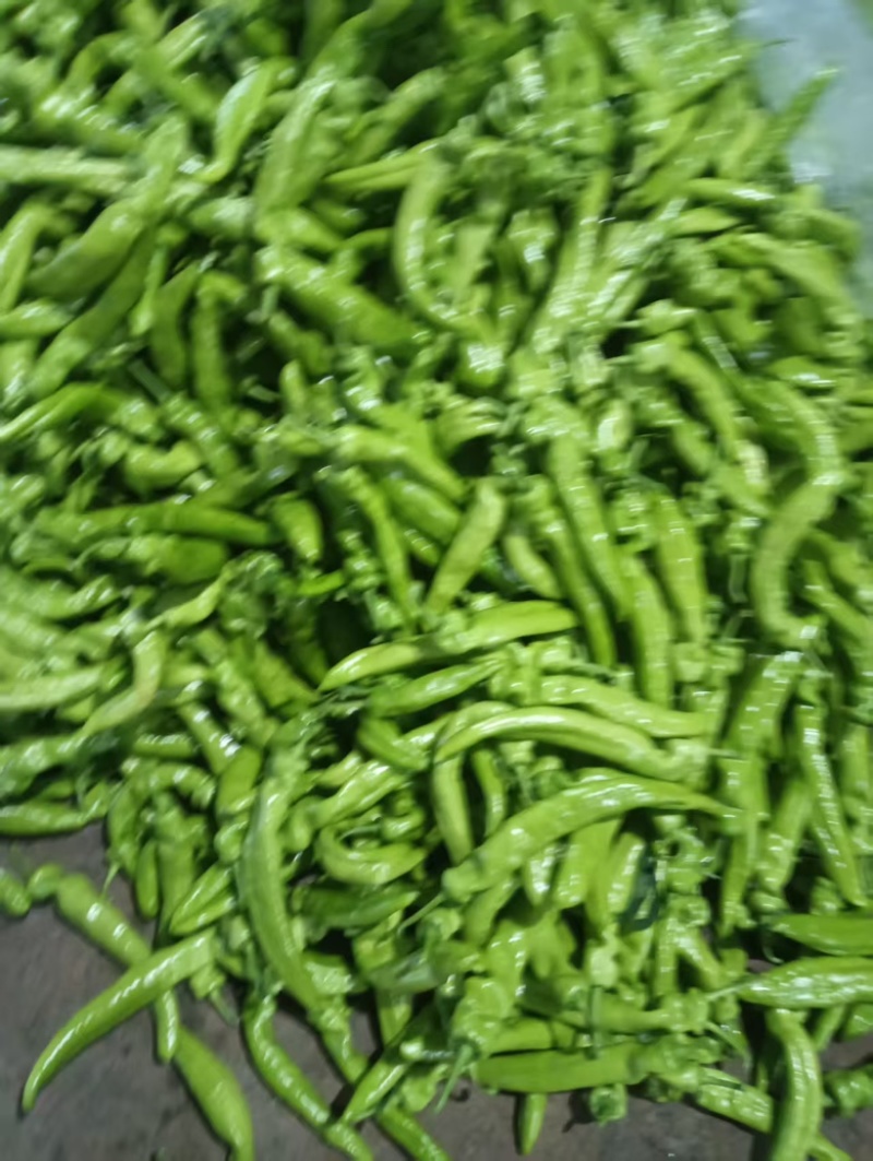 河南安阳鲜辣椒大量供应尖椒新鲜采摘货源充足