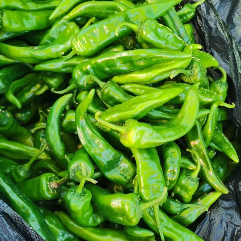河南安阳鲜辣椒大量供应尖椒新鲜采摘货源充足