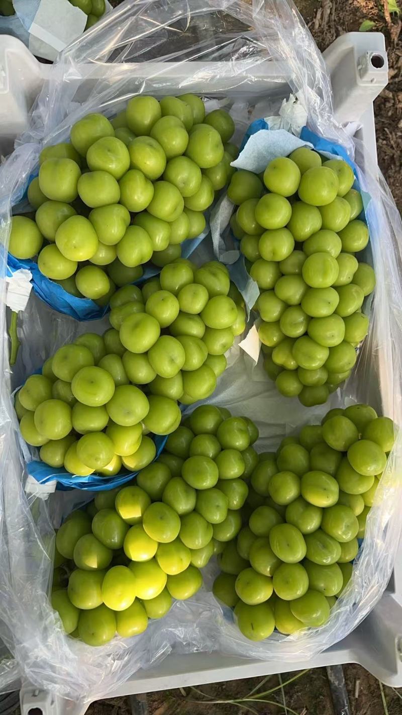 精品阳光玫瑰。陕西温棚阳光玫瑰大量上市对接全国