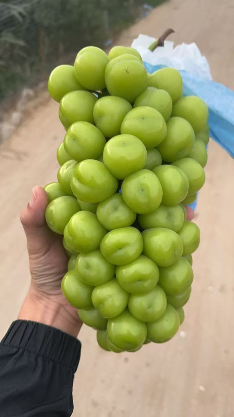 精品阳光玫瑰。陕西温棚阳光玫瑰大量上市对接全国