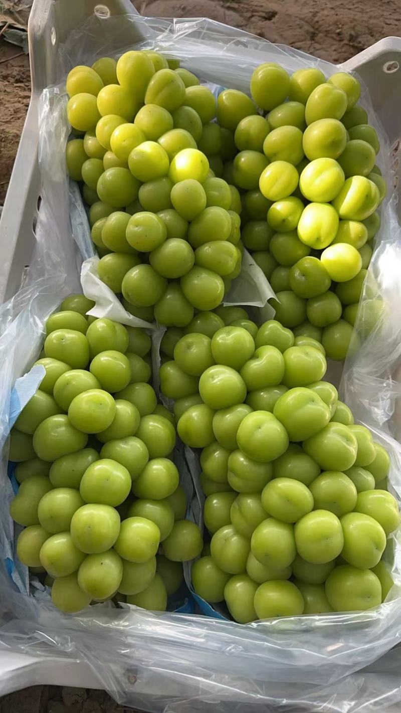 精品阳光玫瑰。陕西温棚阳光玫瑰大量上市对接全国