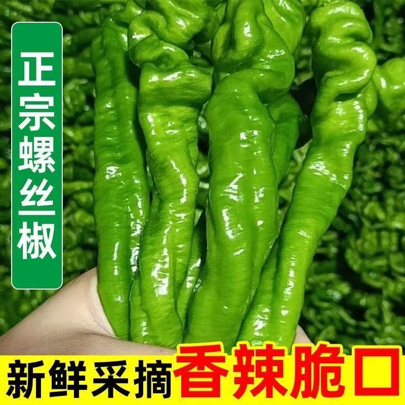螺丝椒精品鲜辣椒，河南安阳辣椒大量供应新鲜采摘香辣脆口