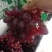 东山紫玉红提