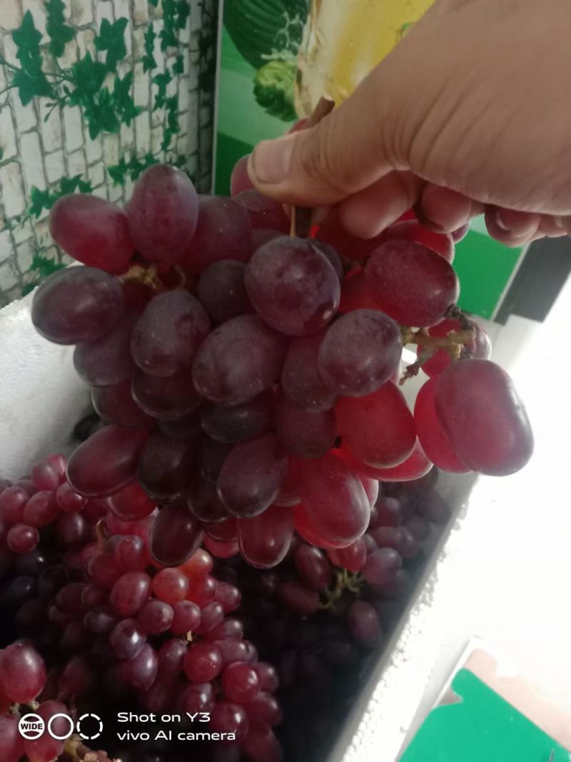东山紫玉红提