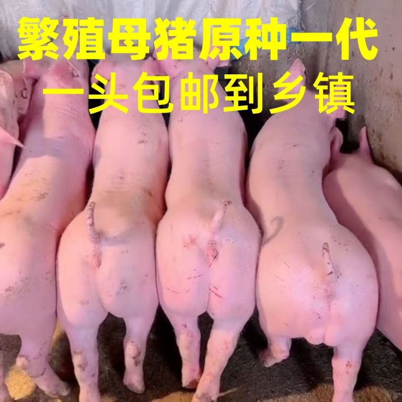 新美系原种大白母猪长白母猪英系母猪猪比利时大约克母猪