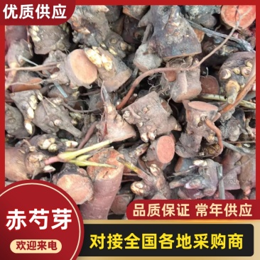 安徽亳州赤芍苗，五年壮苗，根系发达，成活率高，基地直供