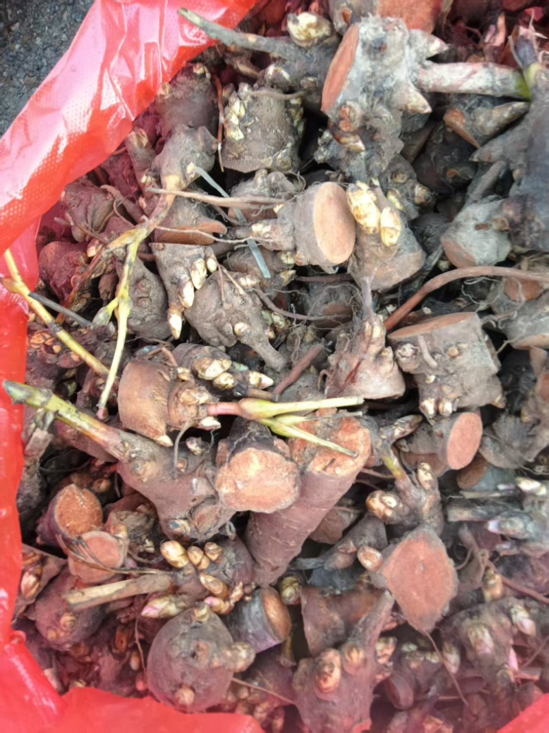 安徽亳州赤芍苗，五年壮苗，根系发达，成活率高，基地直供