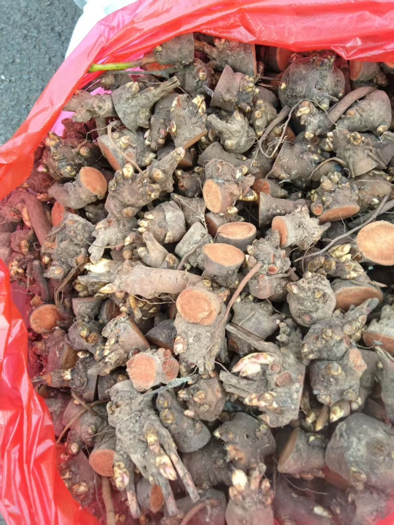 安徽亳州赤芍苗，五年壮苗，根系发达，成活率高，基地直供