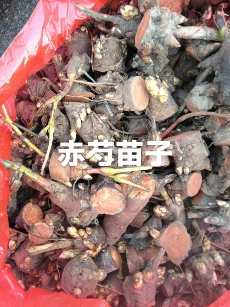 安徽亳州赤芍苗，五年壮苗，根系发达，成活率高，基地直供