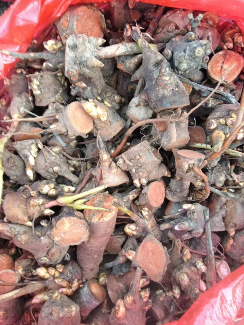 安徽亳州赤芍苗，五年壮苗，根系发达，成活率高，基地直供