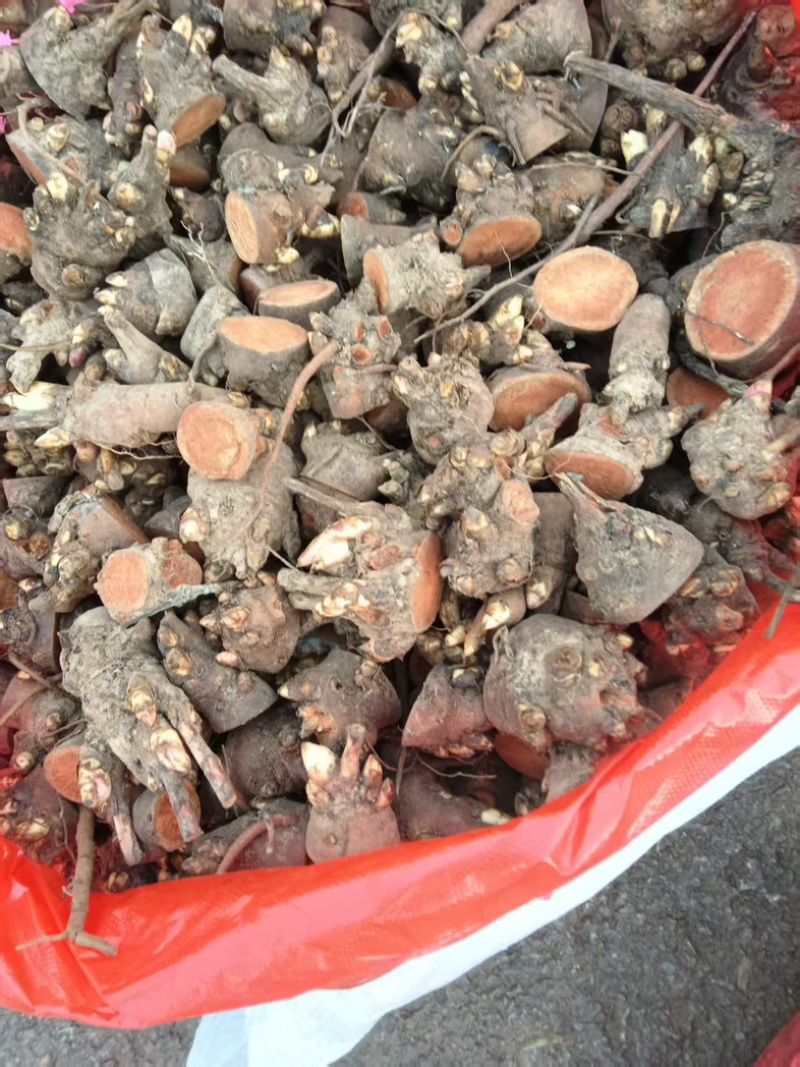安徽亳州赤芍苗，五年壮苗，根系发达，成活率高，基地直供