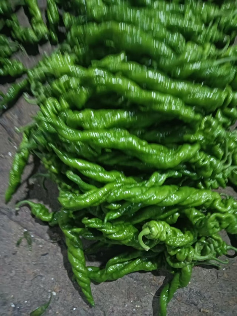 河南安阳辣椒，鲜辣椒螺丝椒，货源充足，产地直发量大