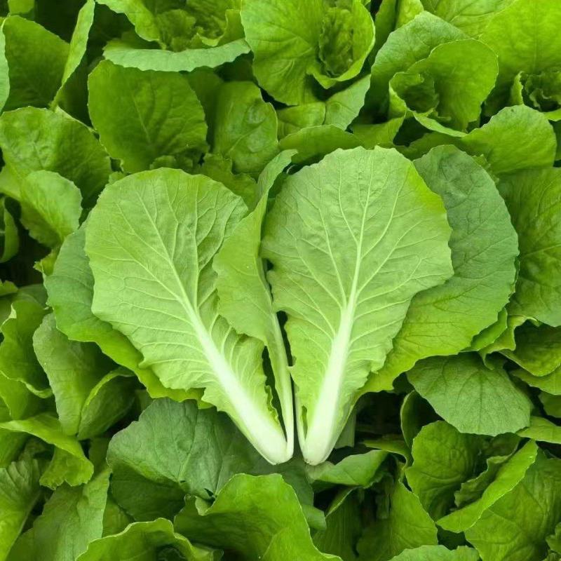 推荐安徽毛白菜小白菜产地直供量大从优供全国商超市场