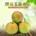 山西隰县玉露香梨