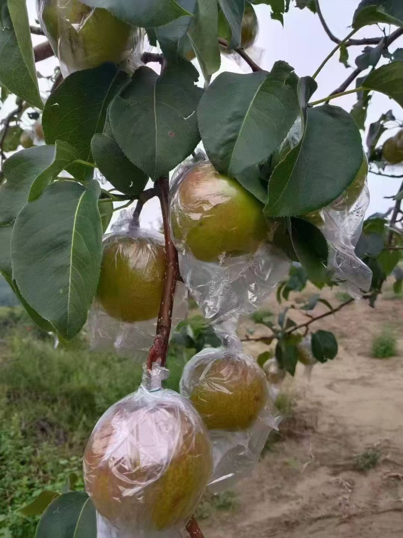 山西隰县玉露香梨