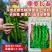 鼎优辣椒种子鼎萝长泰螺丝椒种子特大果深绿色香辣螺丝椒种籽