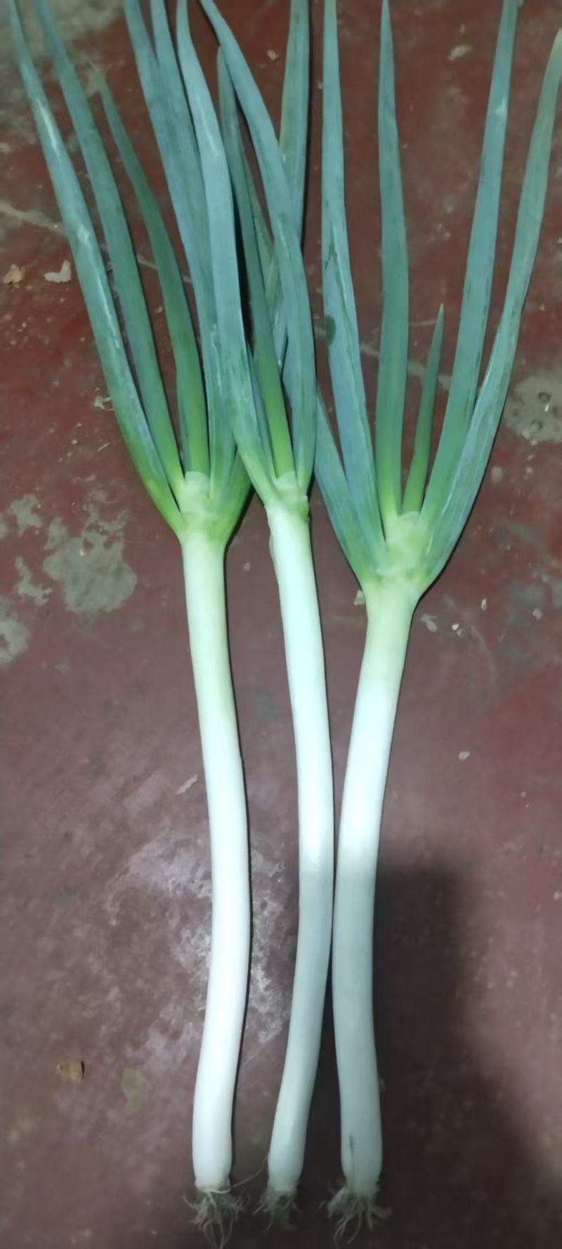 铁杆半毛葱