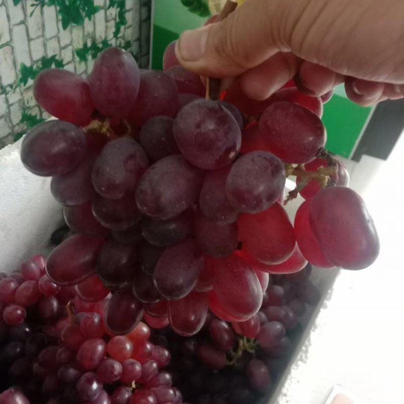 东山紫玉红提