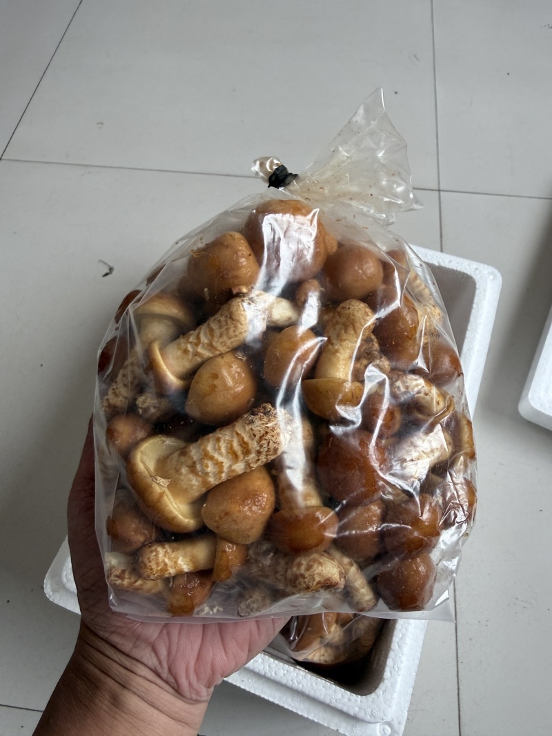 新鲜滑子菇，产地直供，鲜香十足，稳定供应，求采购商。