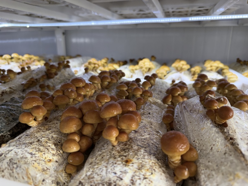 新鲜滑子菇，产地直供，鲜香十足，稳定供应，求采购商。