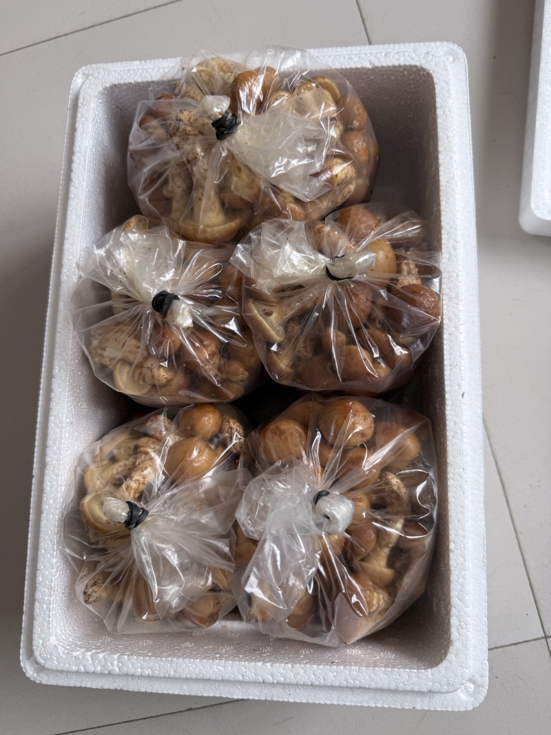 新鲜滑子菇，产地直供，鲜香十足，稳定供应，求采购商。