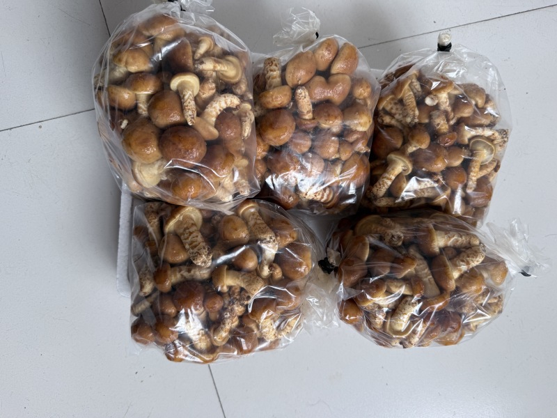 新鲜滑子菇，产地直供，鲜香十足，稳定供应，求采购商。