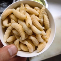 新鲜蜂蛹土蜂树蜂1234级