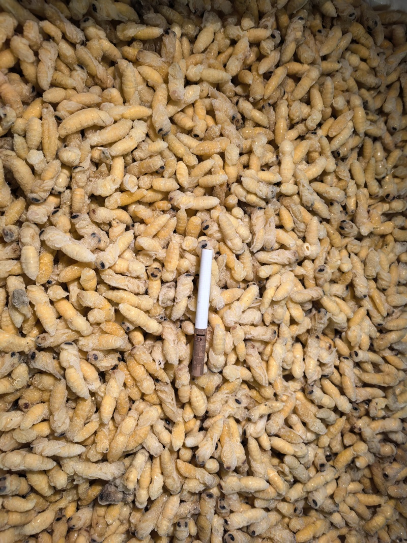 新鲜蜂蛹土蜂树蜂1234级