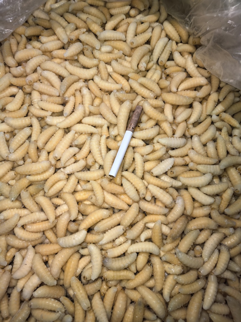 新鲜蜂蛹土蜂树蜂1234级