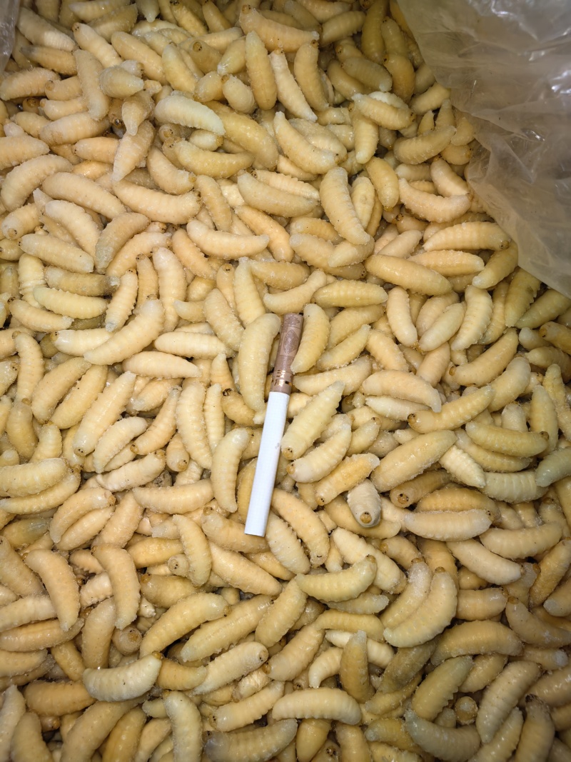 新鲜蜂蛹土蜂树蜂1234级
