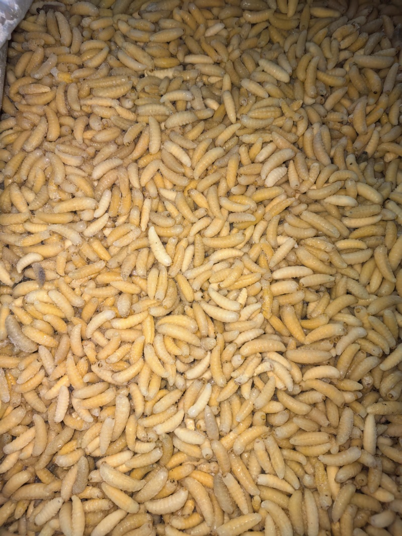 新鲜蜂蛹土蜂树蜂1234级