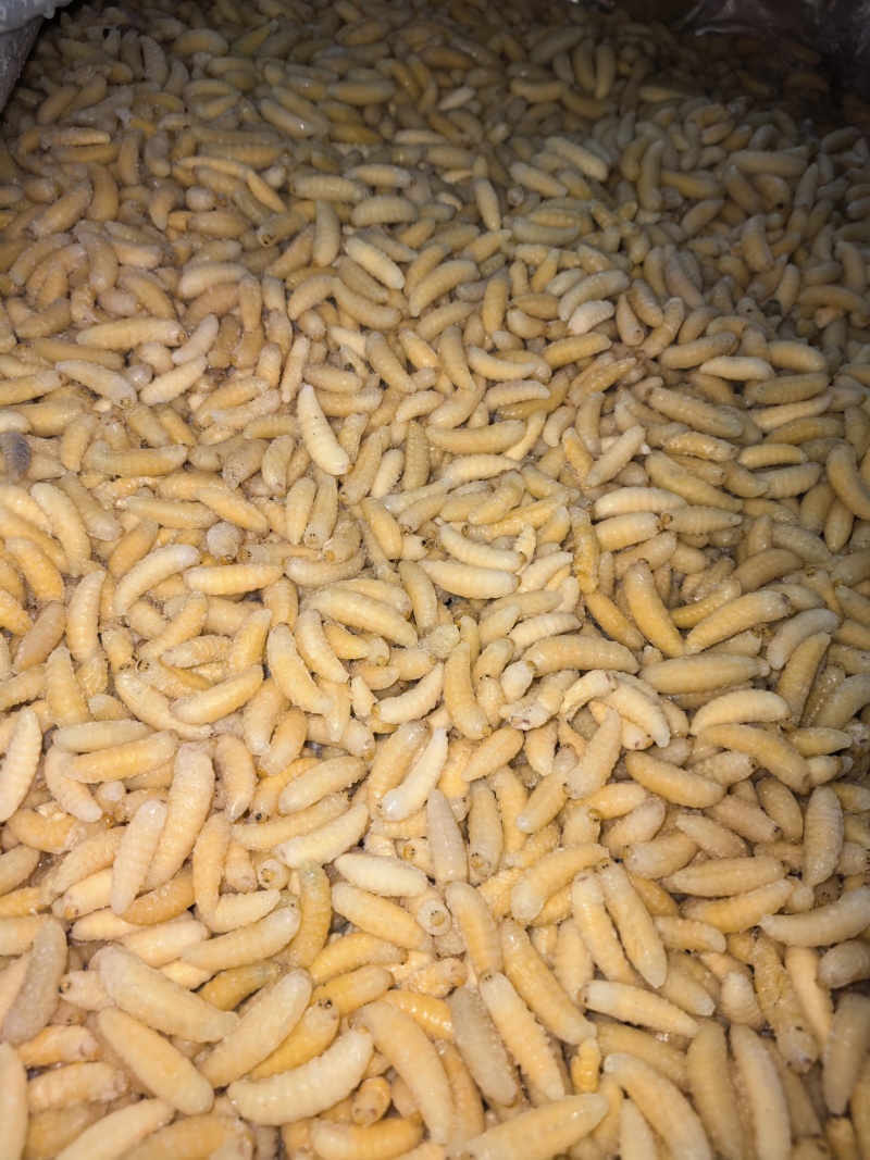 新鲜蜂蛹土蜂树蜂1234级