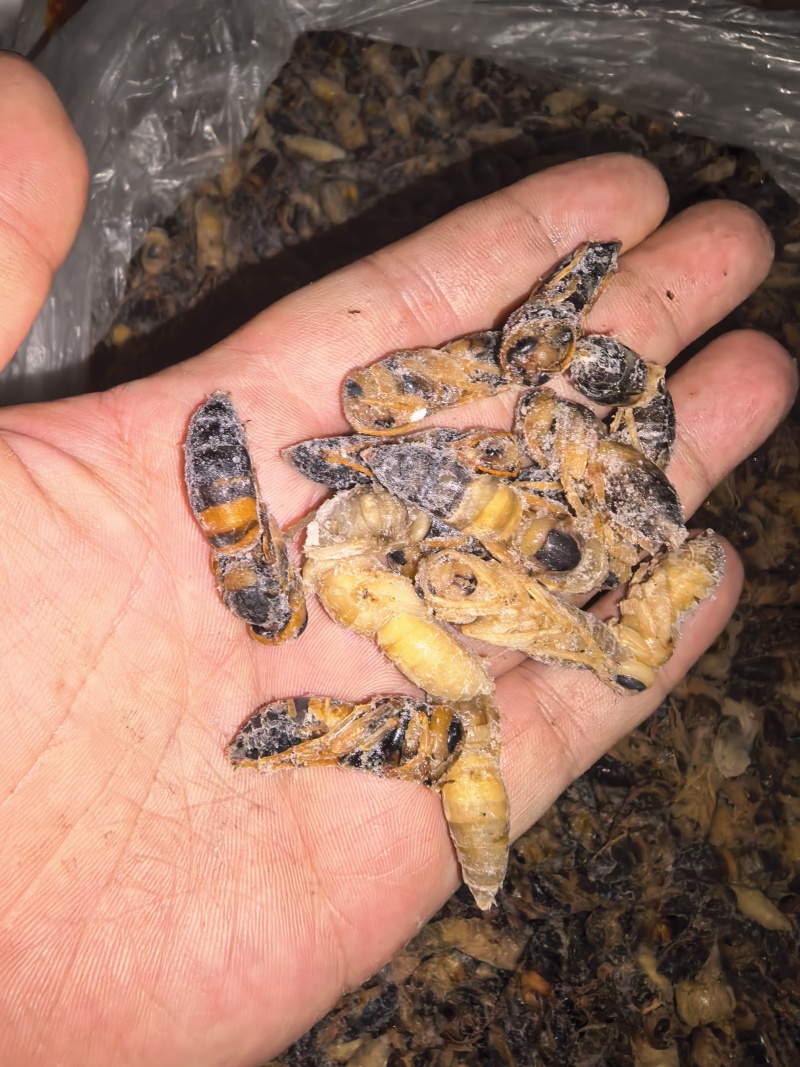 新鲜蜂蛹土蜂树蜂1234级