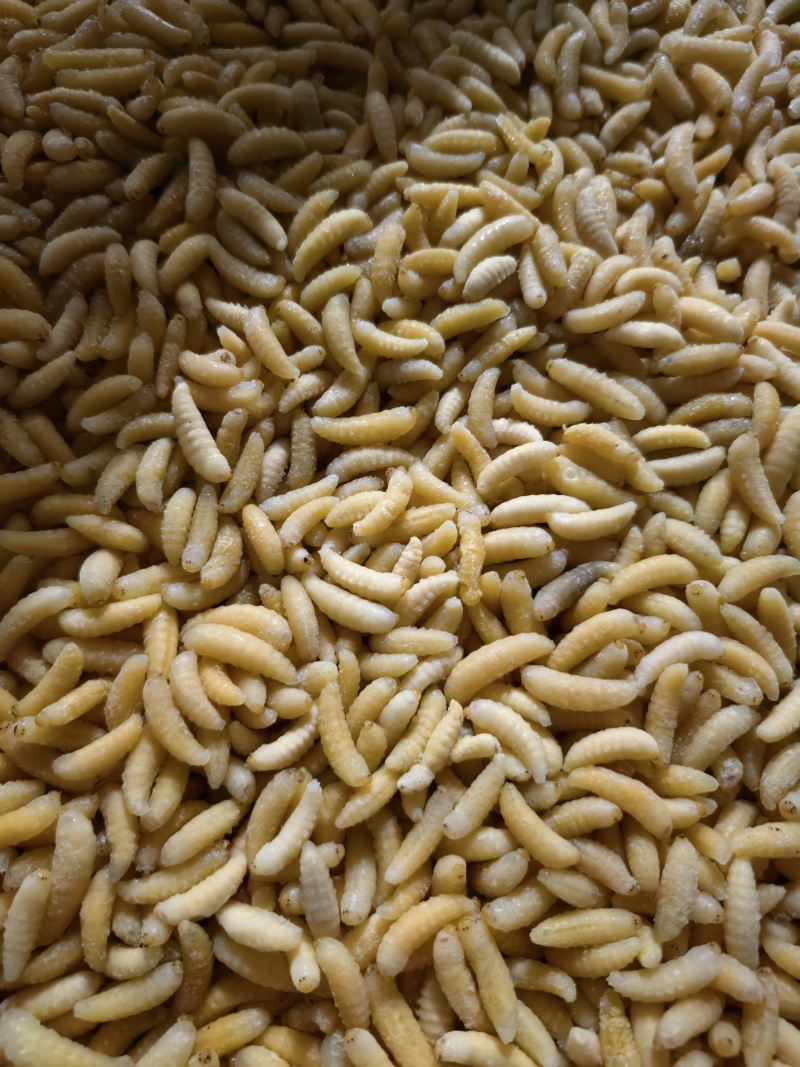 新鲜蜂蛹土蜂树蜂1234级