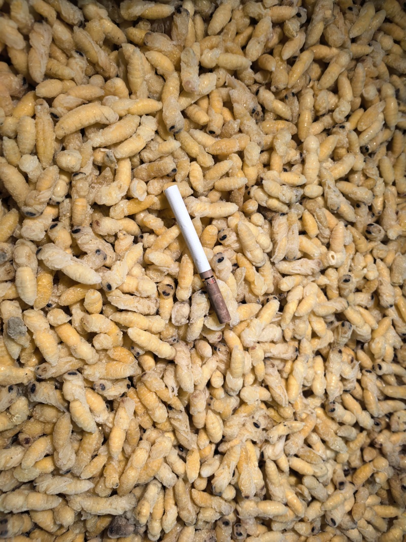 新鲜蜂蛹土蜂树蜂1234级