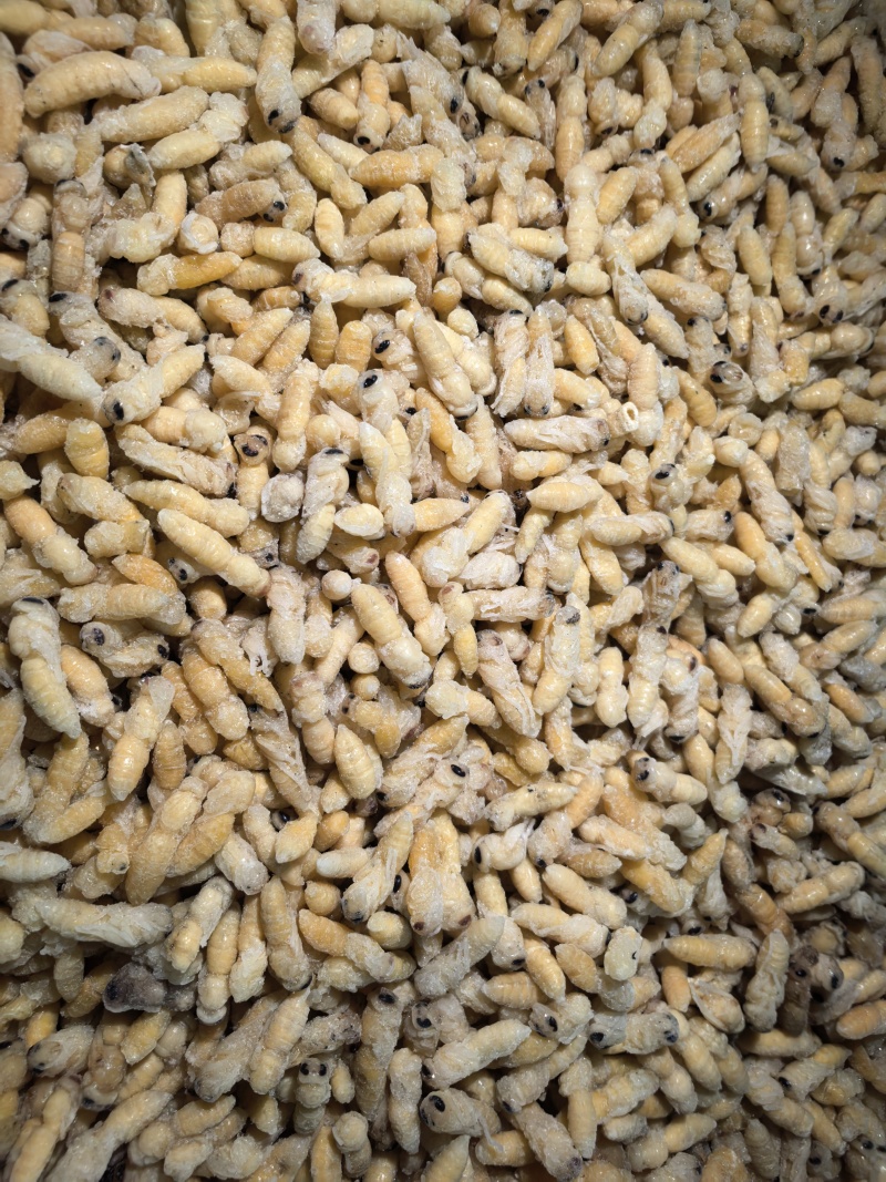新鲜蜂蛹土蜂树蜂1234级