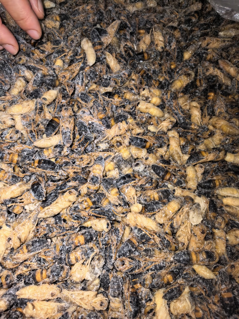新鲜蜂蛹土蜂树蜂1234级