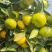 蜜橘柑橘皮薄多汁水分充足产地直发欢迎各地客商前来选购