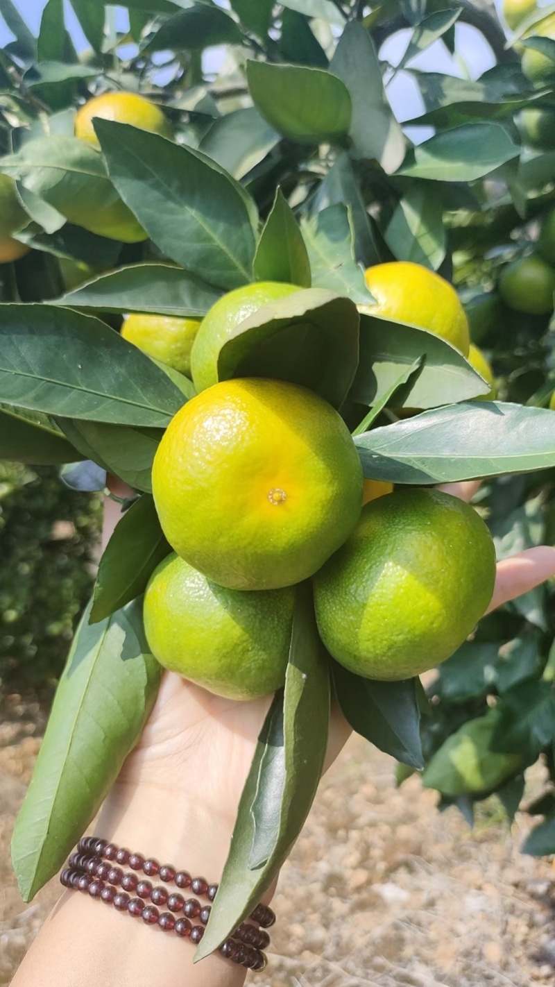 蜜橘柑橘皮薄多汁水分充足产地直发欢迎各地客商前来选购