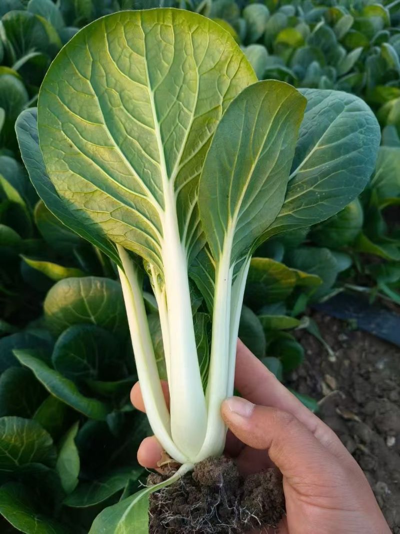 推荐安徽精品黑夜白小白菜基地直供实力代发全国商超市