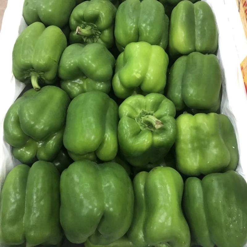 精品圆椒上市，货源充足，安阳产地直发鲜辣椒量大从优